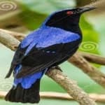 Sample 1 – Fairy bluebird