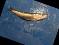 Sample 1 – Fish