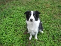 Sample 1 – Border collie
