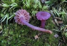 Sample 3 – Hygrocybe