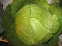 Sample 2 – Damage to cabbage leaves