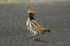 Sample 2 – Ruffed grouse