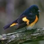 Sample 3 – American redstart