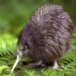 Sample 16 – Bird kiwi