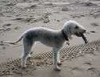 Sample 2 – Bedlington terrier