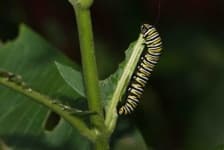 Sample 3 – Caterpillar