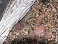 Sample 5 – Alligator lizard