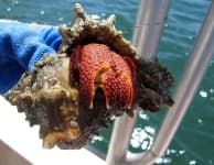 Sample 6 – Hermit crab