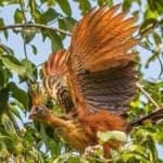 Sample 1 – Hoatzin