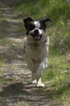 Sample 3 – Saint bernard