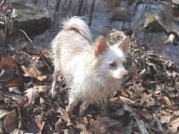Sample 1 – Pomeranian