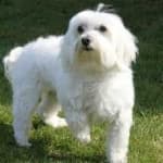Sample 3 – Maltese