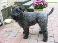 Sample 5 – Kerry blue terrier