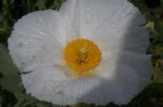 Sample 5 – Tree poppy