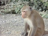 Sample 1 – Macaque