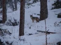 Sample 6 – Coyote
