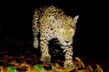 Sample 10 – Jaguar car