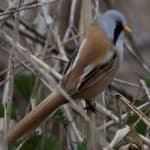 Sample 5 – Bearded reedling