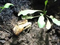 Sample 5 – Fiddler crab