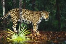 Sample 3 – Jaguar