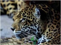 Sample 6 – Jaguar