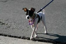Sample 1 – Toy terrier