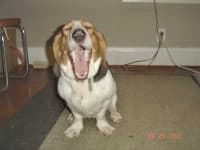 Sample 2 – Basset