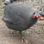Sample 6 – Guineafowl
