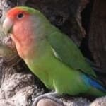 Sample 5 – Rosy faced lovebird