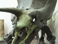 Sample 3 – Triceratops