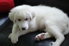 Sample 4 – Great pyrenees