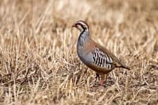 Sample of Partridge
