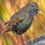 Sample 5 – Common starling