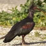 Sample 6 – Bald ibis