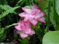 Sample 5 – Siam tulip
