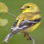 Sample 1 – American goldfinch