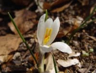 Sample 1 – Spring crocus