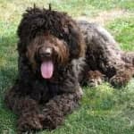 Sample 2 – Labradoodle