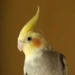 Sample 2 – Cockatiel