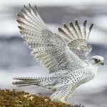 Sample 2 – Gyrfalcon