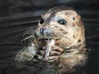 Sample 1 – Seal