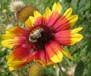 Sample 1 – Blanket flower