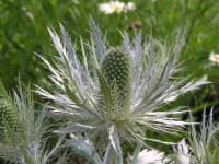 Sample 4 – Alpine sea holly
