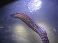 Sample 5 – Eel