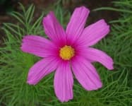 Sample 6 – Mexican aster