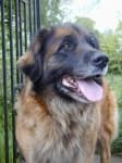 Sample 5 – Leonberger
