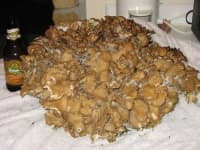 Sample 3 – Hen of the woods