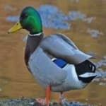Sample 2 – Mallard duck