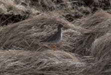 Sample 6 – Redshank
