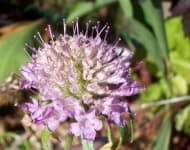 Sample 2 – Pincushion flower